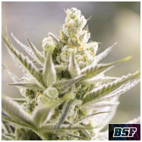 BSF - ORANGE BLOSSOM XXL AUTO - 12 SEMI