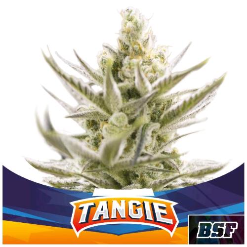 BSF - TANGIE XXL AUTO - 7 SEMI