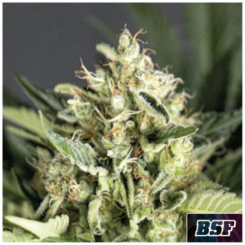BSF - DOUBLE COOKIES AUTO - 7 SEMI