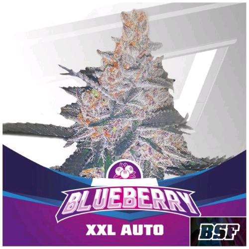 BSF - BLUEBERRY XXL AUTO - 2 SEMI