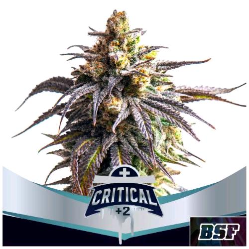 BSF - CRITICAL +2 XXL AUTO - 2 SEMI