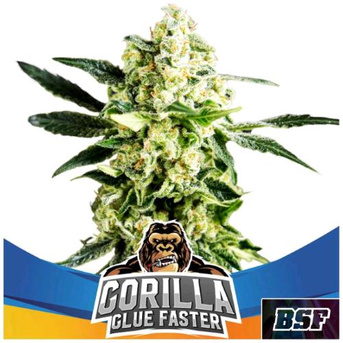 BSF - GORILLA GLUE FAST FEM - 12 SEMI