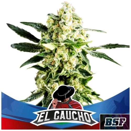 BSF - EL GAUCHO FAST FEM - 7 SEMI