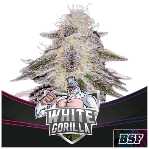 BSF - WHITE GORILLA FEM - 4 SEMI