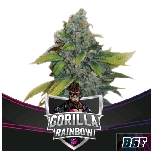 BSF - GORILLA RAINBOW FEM - 4 SEMI