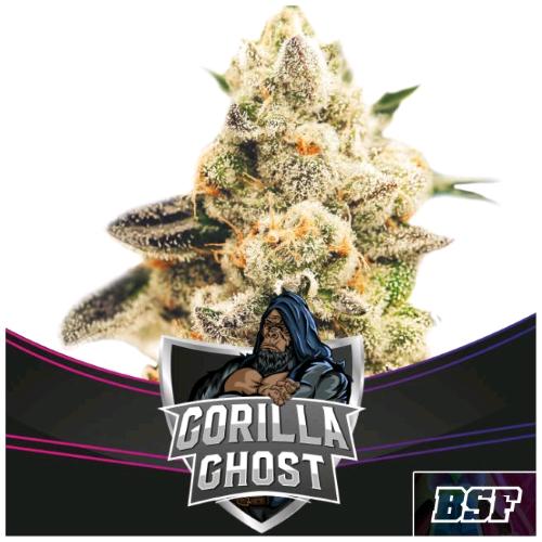 BSF - GORILLA GHOST FEM - 7 SEMI