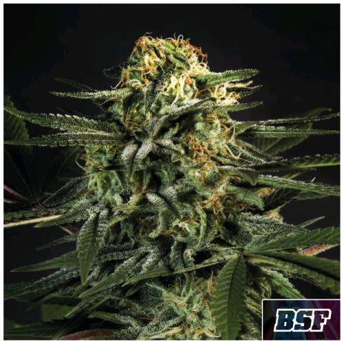 BSF - GREEN TIGER FAST FEM - 7 SEMI