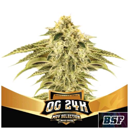 BSF - OG 24K FEM - LIMITED EDITION - 10 SEMI
