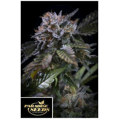 PARADISE SEEDS - WHITE NOISE FEM - 3 SEMI