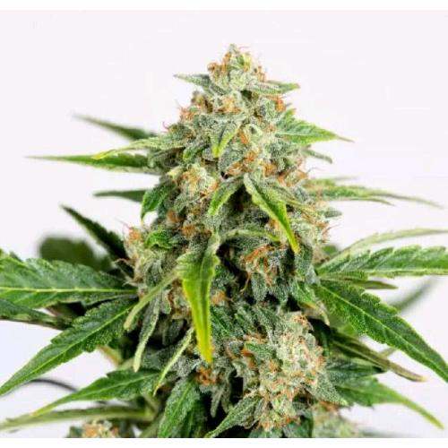 HUMBOLDT SEEDS - AMNESIA CBD PURE AUTO - 5 SEMI