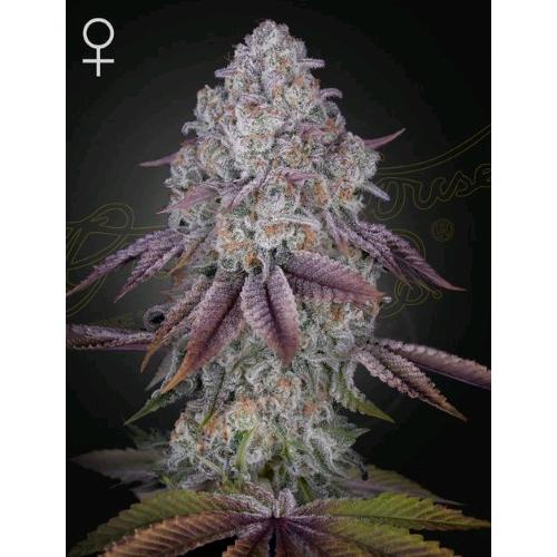 GREEN HOUSE - PERSIAN PIE FEM - 3 SEMI