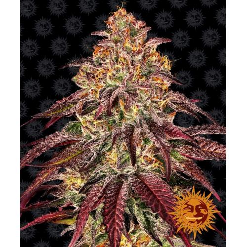 BARNEY'S FARM - MIMOSA X ORANGE PUNCH AUTO - 3 SEMI