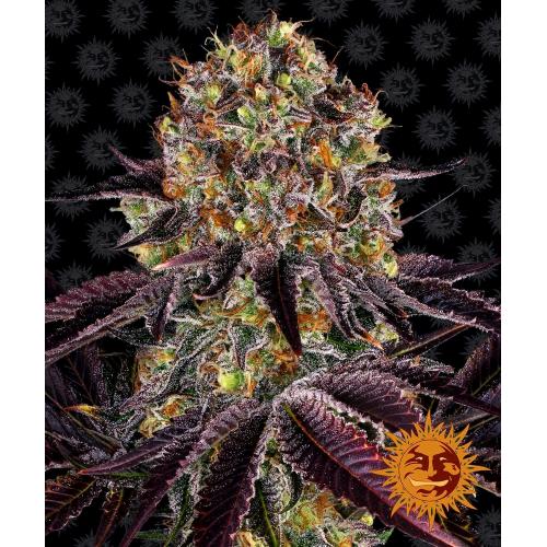 BARNEY'S FARM - RUNTZ X LAYER CAKE FEM - 3 SEMI