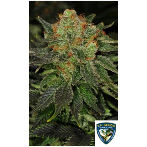 TH SEEDS - BUBBLEGUM FEM - 2 SEMI - 710 Limited Special Pack