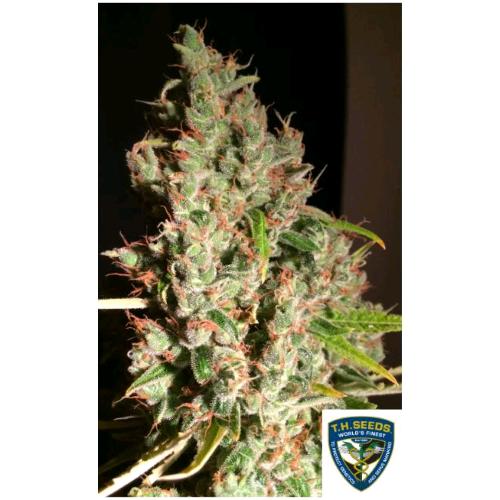TH SEEDS - MOB MOTHER OF BERRIES FEM - 2 SEMI - 710 Limited Special Pack