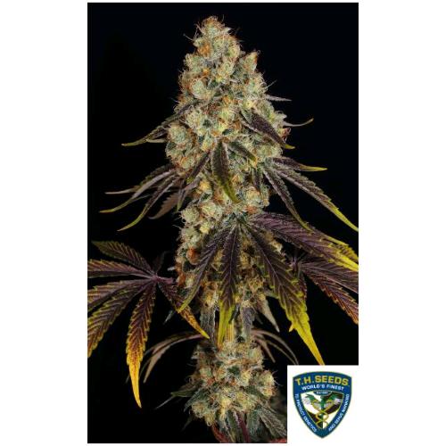 TH SEEDS - FRENCH COOKIES FEM - 2 SEMI - 710 Limited Special Pack