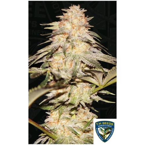 TH SEEDS - BUBBLEBANANAGUM FEM - 2 SEMI - 710 Limited Special Pack