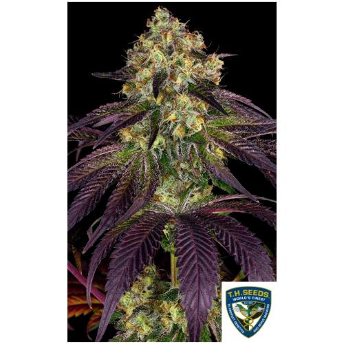 TH SEEDS - STRACCIATELLA  FEM - 2 SEMI