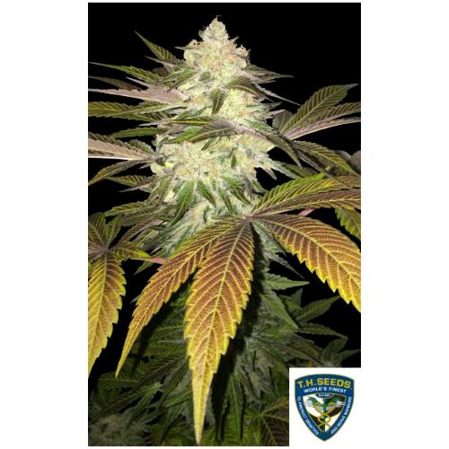 TH SEEDS - ORANGE SICLE FEM - 2 SEMI
