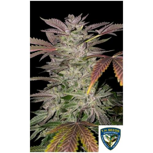 TH SEEDS - GELATO CAKE  FEM - 6+1 SEMI