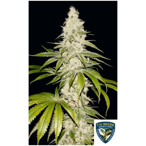TH SEEDS - MONT BLANC  FEM - 2 SEMI