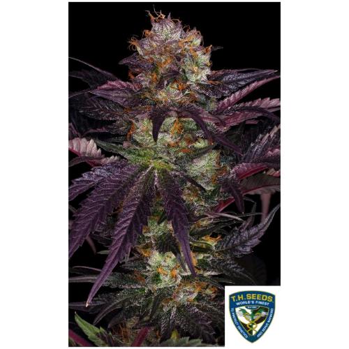 TH SEEDS - FRENCH MACARON  FEM - 2 SEMI