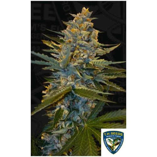 TH SEEDS - BANANA CANDY KRUSH  FEM - 6+1 SEMI