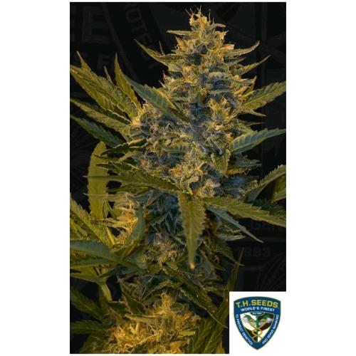 TH SEEDS - MELONSICLE  FEM - 2 SEMI