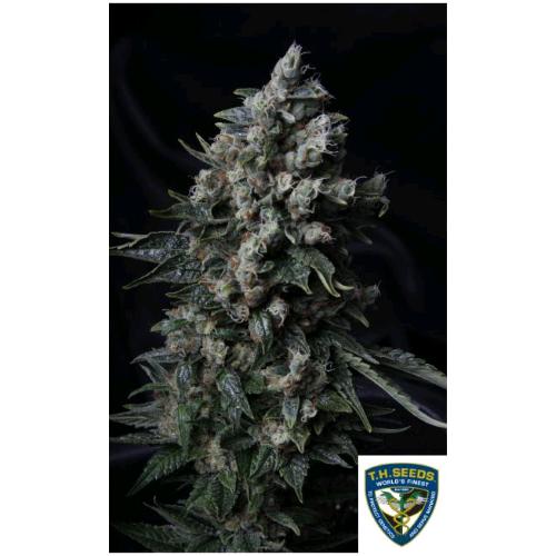TH SEEDS - MK ULTRA FEM - 2 SEMI
