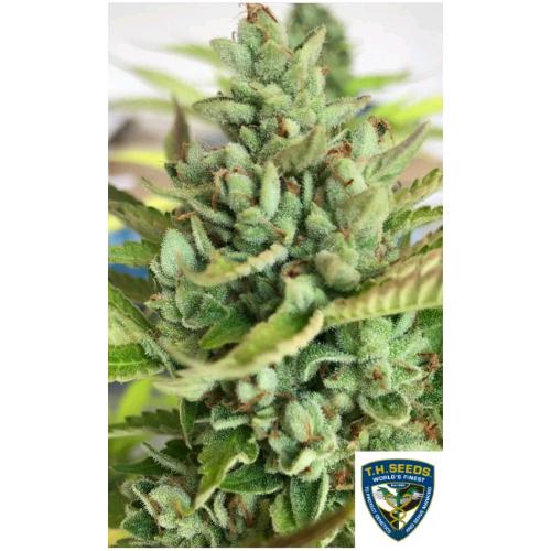 TH SEEDS - CITRON GRIVÉ FEM - 2 SEMI