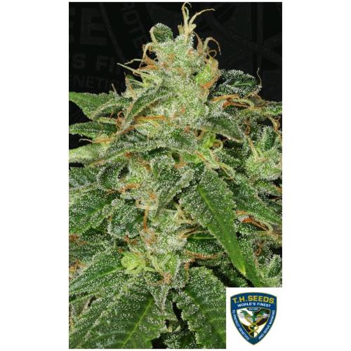 TH SEEDS - S.A.G.E FEM - 10+2 SEMI