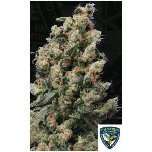 TH SEEDS - KUSHAGE FEM - 5+1 SEMI