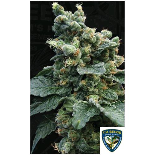 TH SEEDS - SAGE'N SOUR FEM - 5+1 SEMI