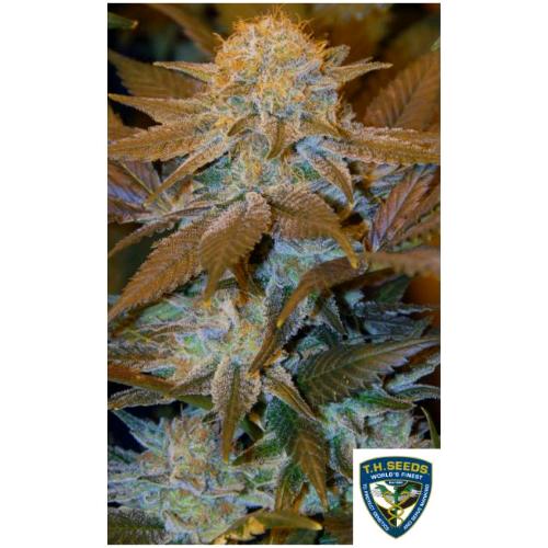 TH SEEDS - CRITICAL HOG FEM - 10+2 SEMI