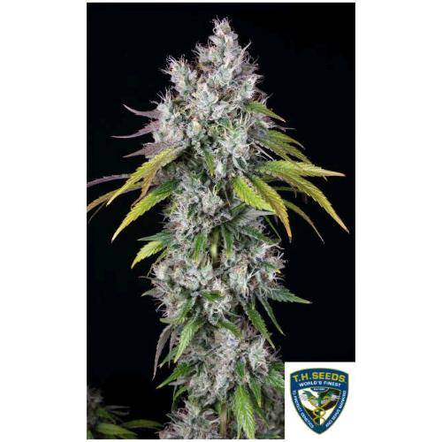 TH SEEDS - UNDERDAWG FEM - 5+1 SEMI