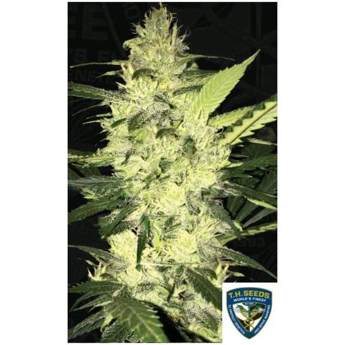 TH SEEDS - LA S.A.G.E FEM - 5+1 SEMI