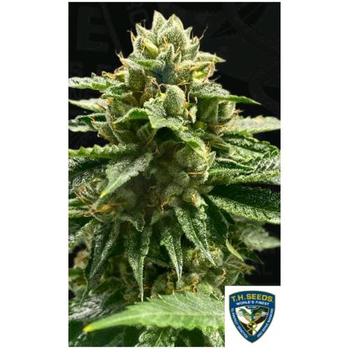 TH SEEDS - MELON VADER FEM - 5+1 SEMI