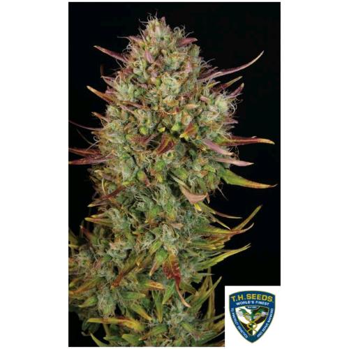 TH SEEDS - MK ULTRA AUTO - 2 SEMI