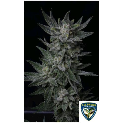 TH SEEDS - BUBBLEGUM AUTO - 10+2 SEMI