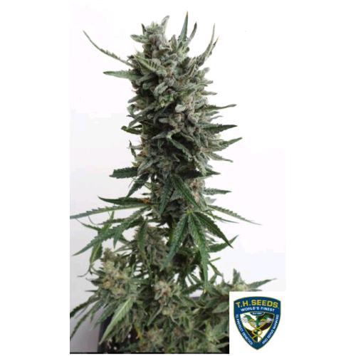 TH SEEDS - CRITICAL HOG AUTO - 2 SEMI