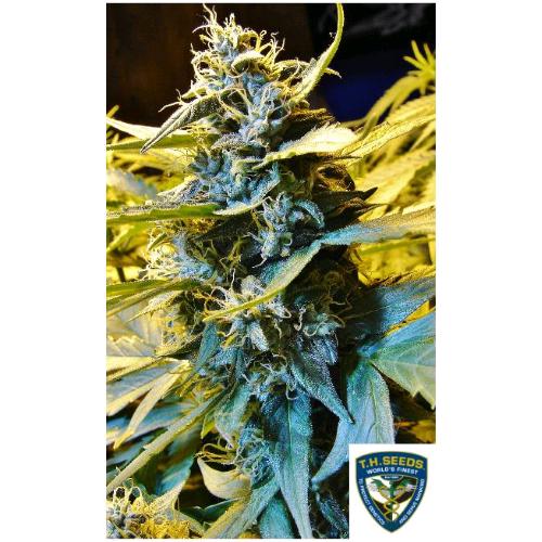 TH SEEDS - NOTHERN HOG AUTO - 2 SEMI