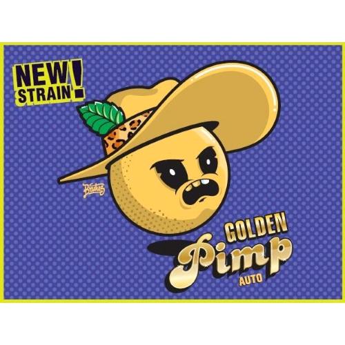 GECKO SEEDS - GOLDEN PIMP AUTO - 3 SEMI