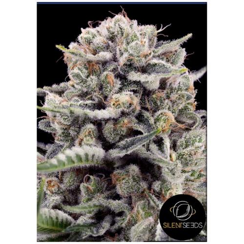 SILENT SEEDS - B-45 BY BOOBA FEM - 10 SEMI