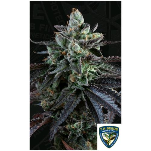 TH SEEDS - FRENCH MACARON  AUTO - 6+1 SEMI