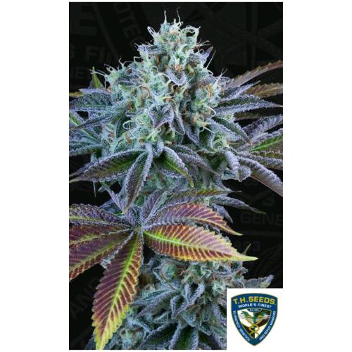 TH SEEDS - FRENCH COOKIES AUTO - 6+1 SEMI