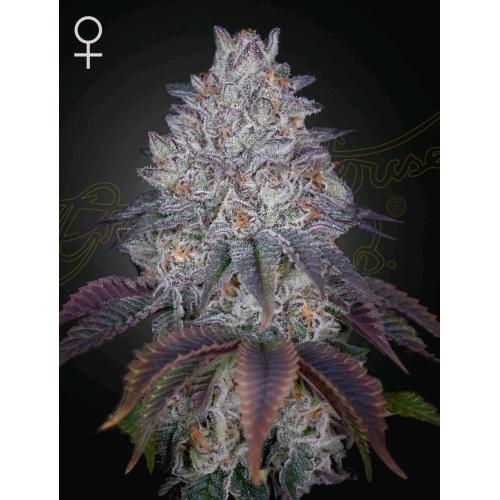 GREEN HOUSE - KING'S TART FEM - 10 SEMI