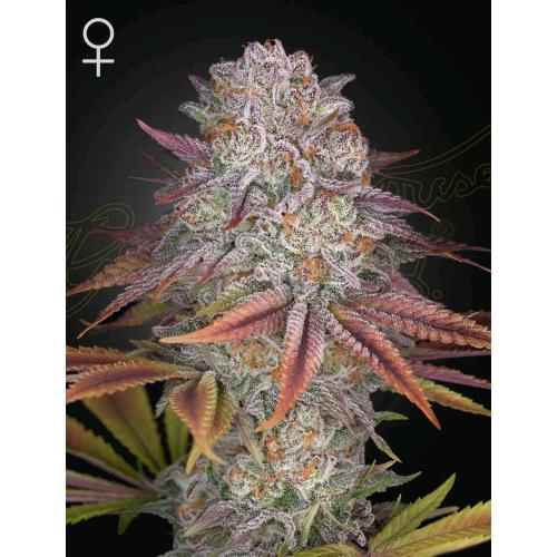 GREEN HOUSE - PULP FRICTION FEM - 3 SEMI