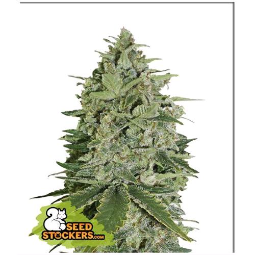SEED STOCKERS - SUPER SKUNK AUTO - 100 SEMI