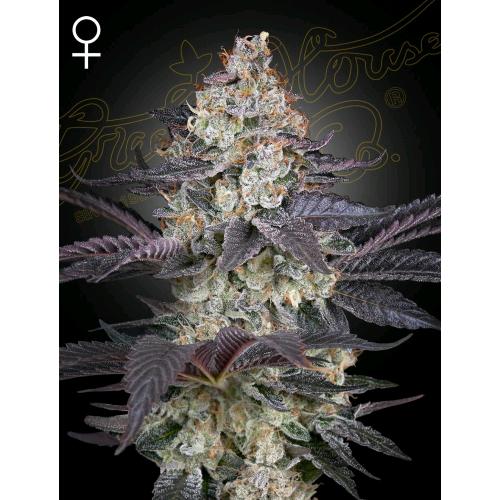 GREEN HOUSE - ZTRAWBERRY FEM - 10 SEMI