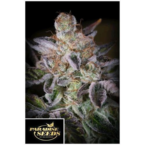 PARADISE SEEDS - SWEETOPIA FEM - 5 SEMI